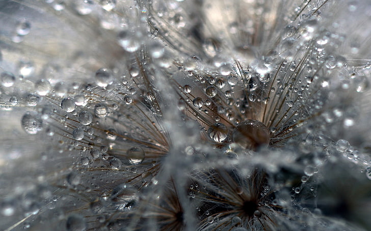water droplets, seeds, dandelion, fluff, nature, close-up, macro