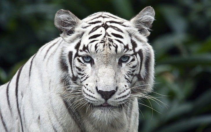 tiger, white, animals, carnivore, blue eyes, hunter, HD wallpaper