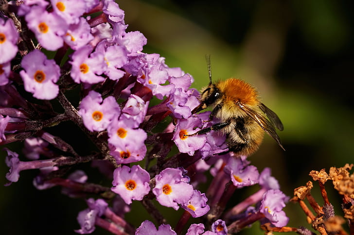 Nature, insect, bumble bee, yellow honeybee, flower, flowers, HD wallpaper