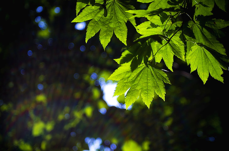 leaves, macro, green, background, widescreen, Wallpaper, blur, HD wallpaper