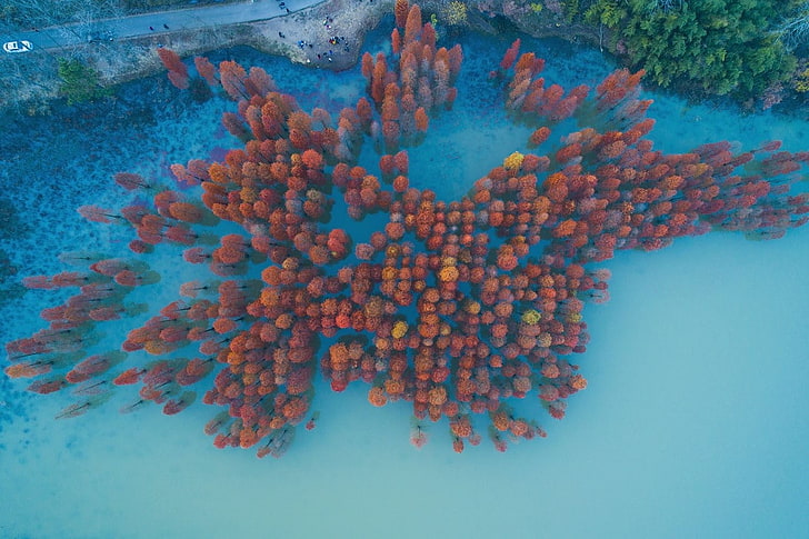 red trees, nature, landscape, China, aerial view, water, fall