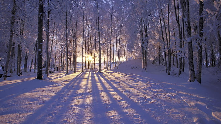 landscape, snow, tree, cold temperature, winter, plant, nature, HD wallpaper