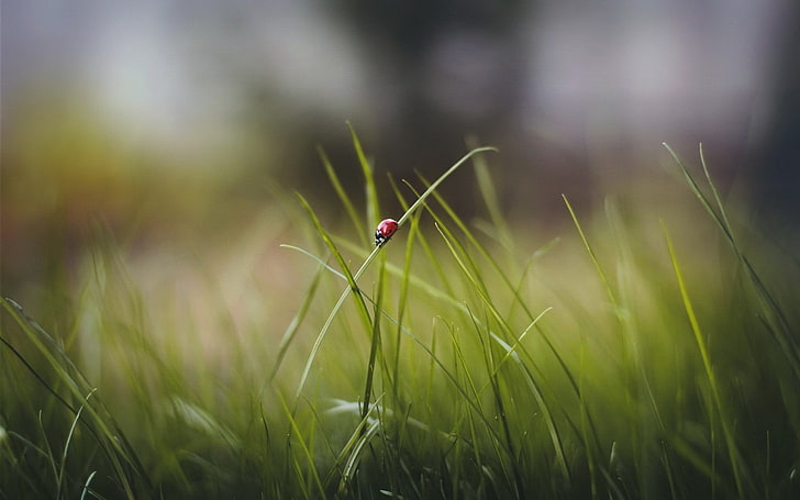 macro, nature, grass, ladybugs, one animal, plant, invertebrate, HD wallpaper