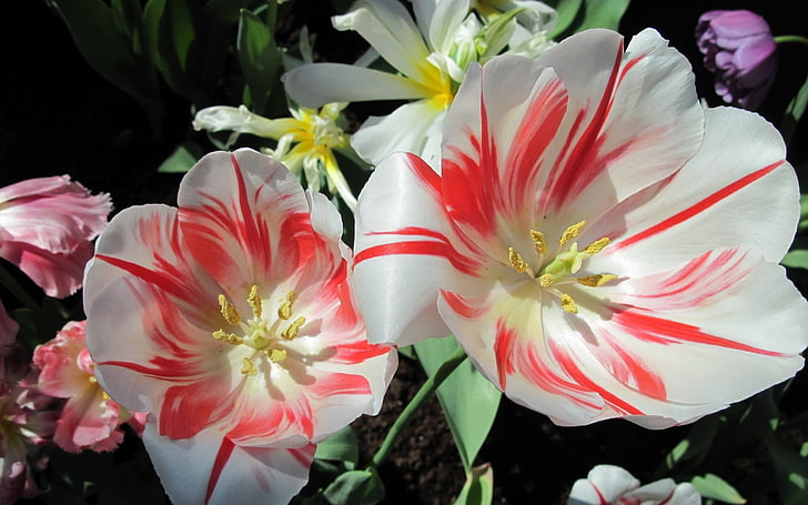 white and red petaled flower, tulips, flowers, nature, white flowers, HD wallpaper