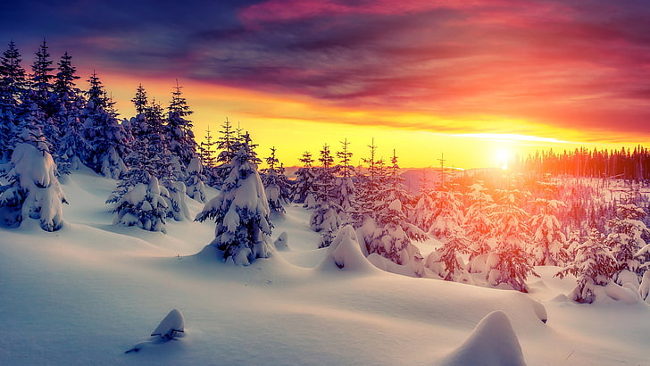 green pine trees, landscape, snow, sunset, cold temperature, winter, HD wallpaper