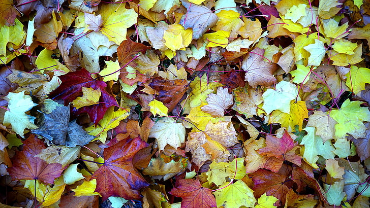 leaf, autumn, deciduous, autumn leaves, fallen leaves, fall leaves