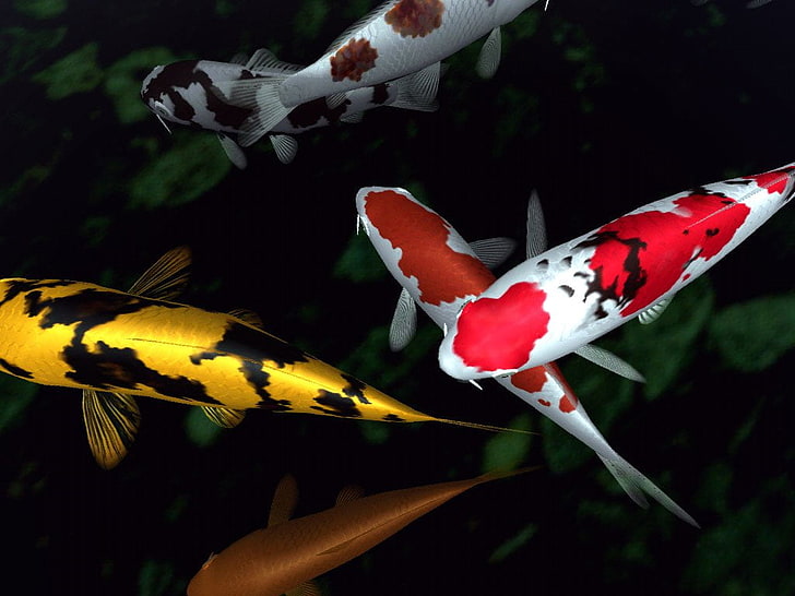 flock of koi fishes, nature, animal, red, multi Colored, close-up, HD wallpaper