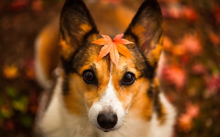 Autumn dog, red leaves, fuzzy background