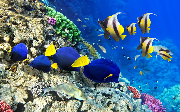 four yellow-finned blue tang fishes, algae, corals, underwater
