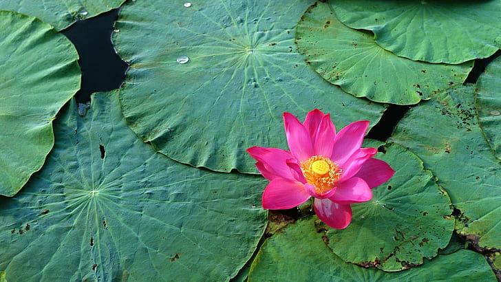 1600x1200px | free download | HD wallpaper: cute, hD Picture, lotus flower  | Wallpaper Flare