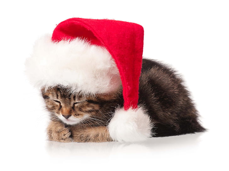 Adorable 96 Christmas kitten background High-quality, free to download ...