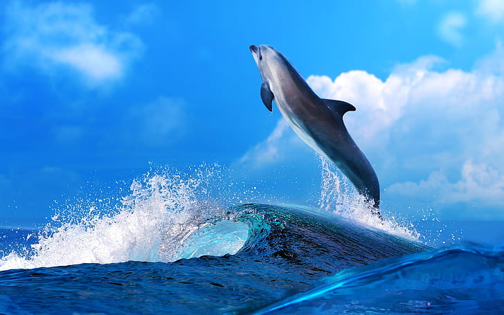 Dolphin beautiful dance, sea waves splash