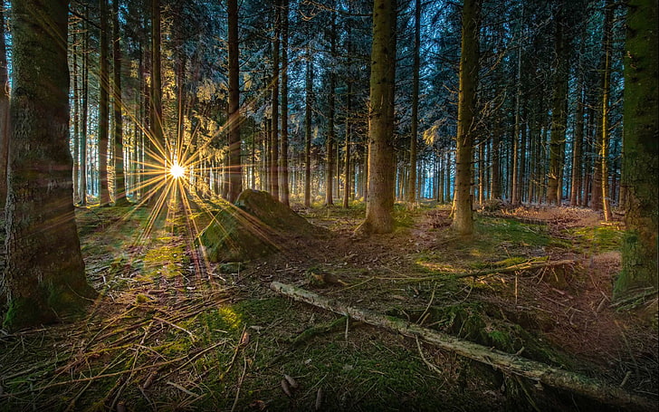 Sunset Sun Rays In Pine Forest Winter Landscape Photography Hd Wallpaper For Desktop 3840×2400, HD wallpaper