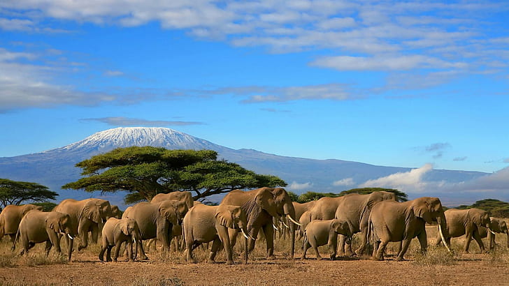 Gorgeous Herd Of Elephants, wildlife, animals, deserts, HD wallpaper