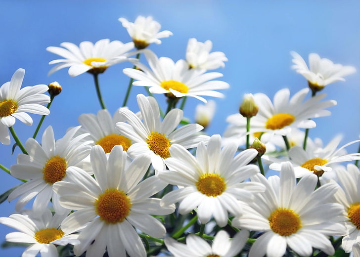 white-and-yellow daisy flowers, daisies, sky, close-up, nature