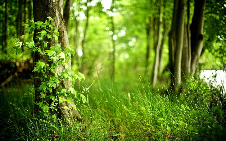 Green Forest, landscape, cool, nature, amazing, beautiful, 3d and abstract