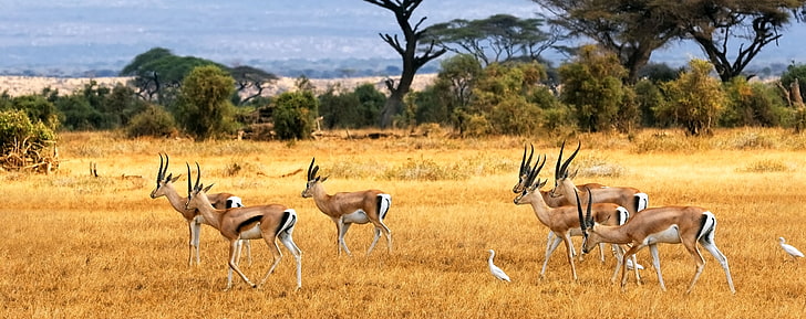 Antelopes, group of brown gazelle, Animals, Wild, animal wildlife, HD wallpaper