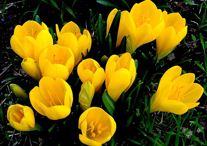 close-up photography of unbloomed yellow petaled flowers, crocuses, HD wallpaper
