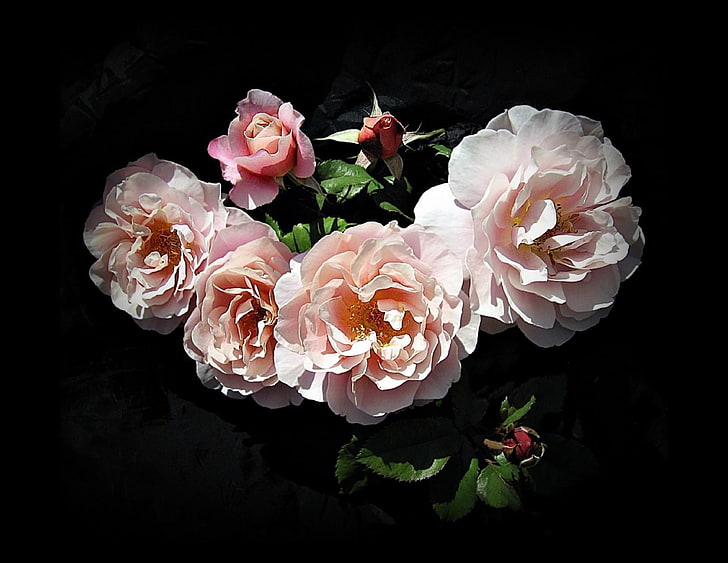 white peonies arrangement, roses, flowers, buds, garden, black background