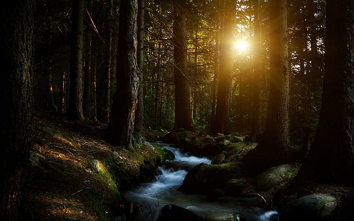 Dark Forest Creek, trees, rivers, creeks, forests, sunbeams, nature