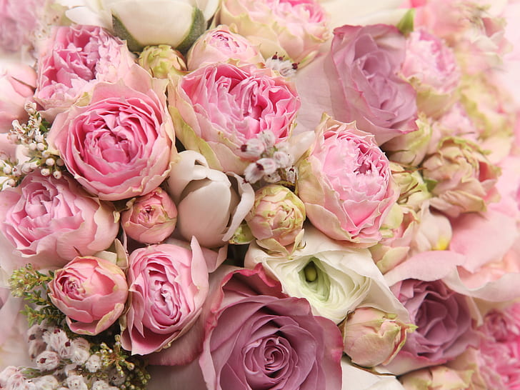 Pink flowers, beautiful rose, romance