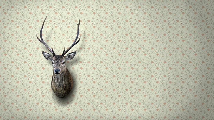 Deer head on the wall, brown deer taxidermy, photography, 1920x1080, HD wallpaper