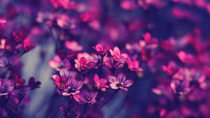 flowers, purple flowers, nature, blurred, photography, close up, HD wallpaper