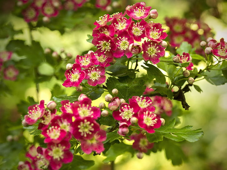 Hawthorn flowering, red flowers, spring, pink petaled flower