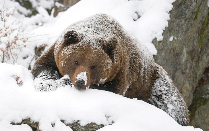 Grizzly Bear Bear Snow HD, brown grizzly bear, animals, HD wallpaper