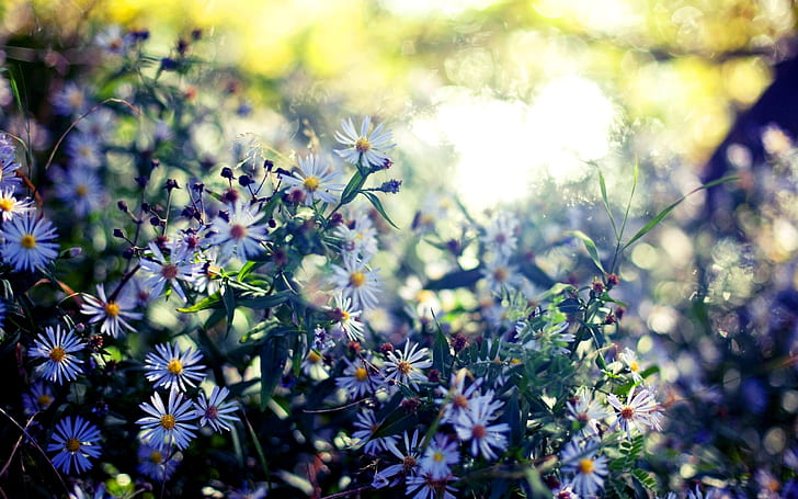 Wildflowers, summer, sunshine, glare, blur, white daisy flowers