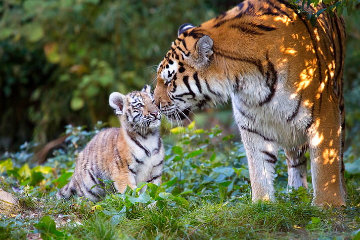 Cats, Tiger, Baby Animal, Big Cat, Cub, Wildlife, predator (Animal), HD wallpaper