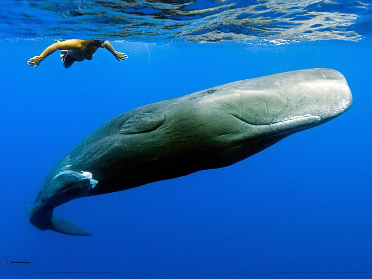 gray whale, animals, sea, Sperm Whale, animal themes, animal wildlife