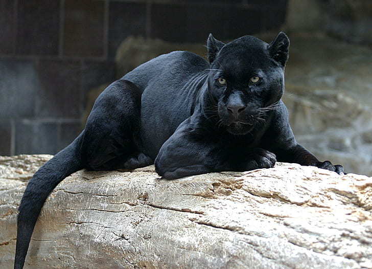 HD wallpaper: Black Panther, black panther, animals | Wallpaper Flare