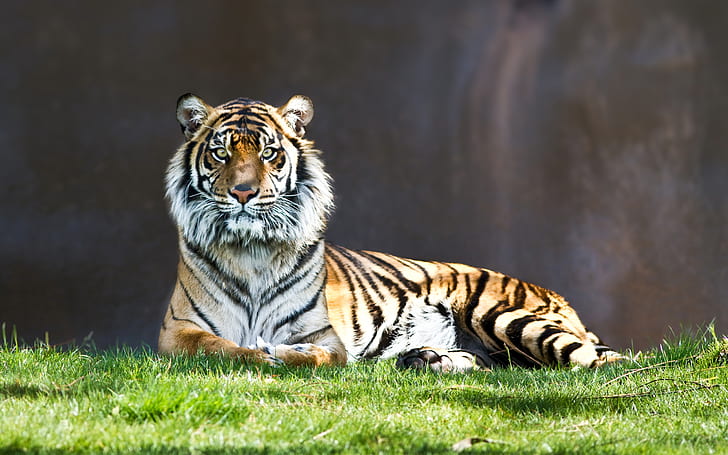 Tiger Staring, HD wallpaper