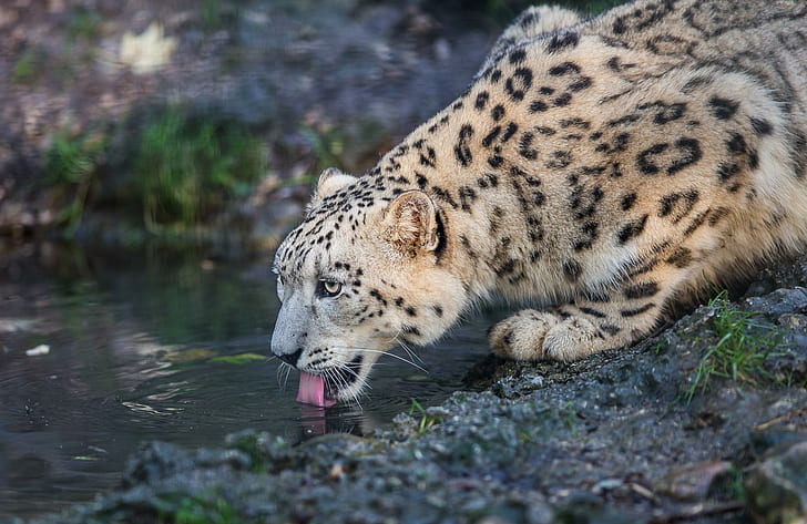 leopard, snow leopard, wild cat, predator, HD wallpaper