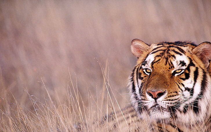 brown, white, and black tiger in grass field, animals, animal themes