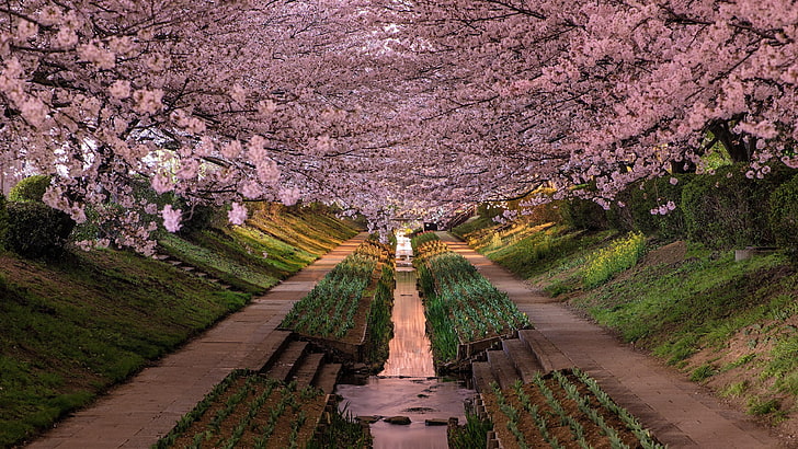 sakura, flower, plant, cherry blossom, spring, tree, sky, branch, HD wallpaper