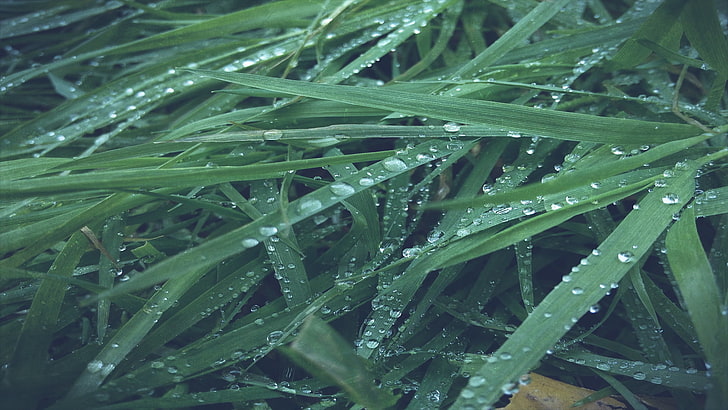green leafed grass, wet, nature, macro, backgrounds, freshness, HD wallpaper
