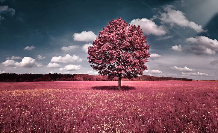 Pink Field, pink leafed tree, Aero, Creative, Nature, Landscape, HD wallpaper