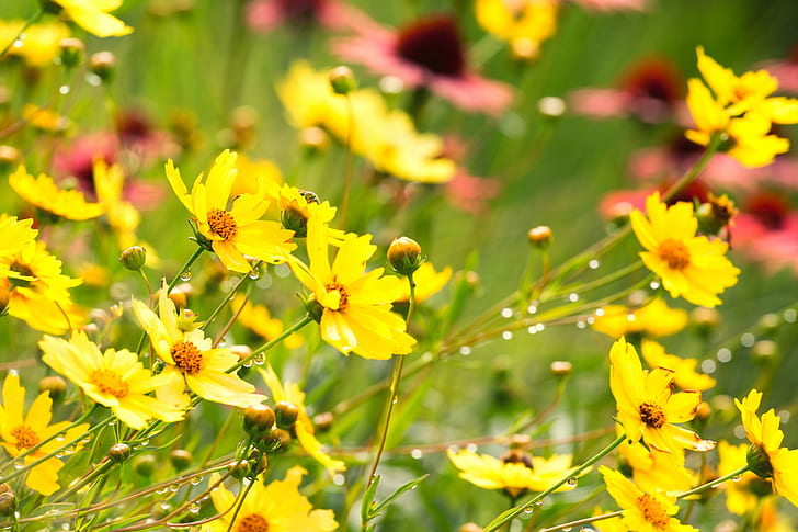 shallow photography on yellow flowers, Summer, floral, Denver Botanic Gardens, HD wallpaper