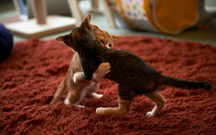 two silver and orange tabby kittens, animals, cat, carpets, mammal