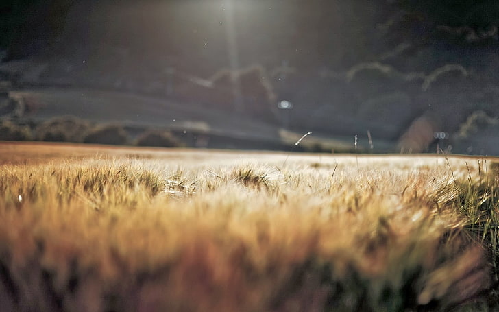 green grass, green grass field during daytime, macro, blurred, HD wallpaper