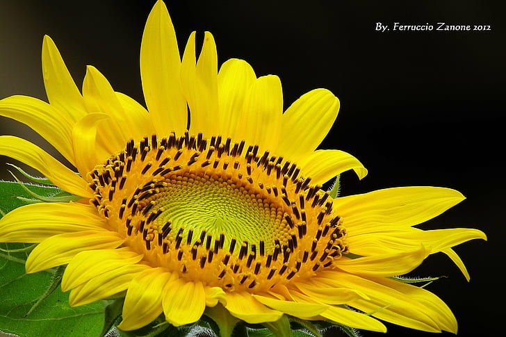shallow focus photograph of a yellow sunflower, girasole, girasole