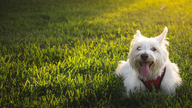 Westie Dog, grass, plant, animal themes, domestic, pets, canine, HD wallpaper