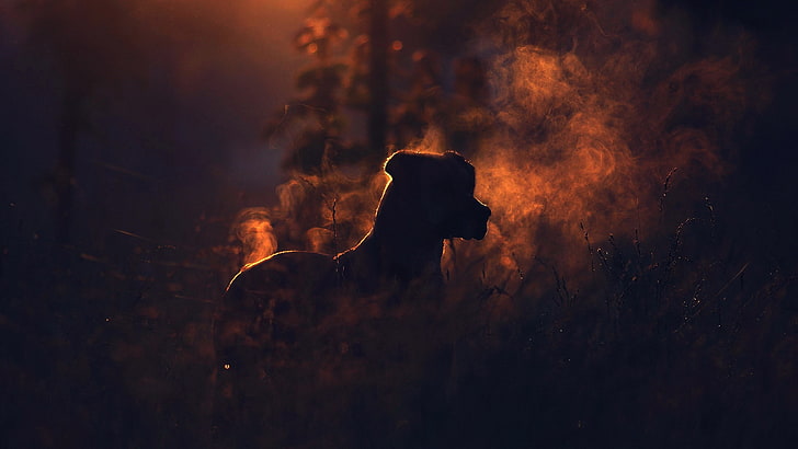 pitbull dog  background, smoke - physical structure, burning