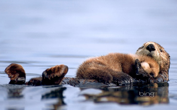 HD wallpaper: brown four legged animal, otter, cub otter, water, nature,  wildlife | Wallpaper Flare