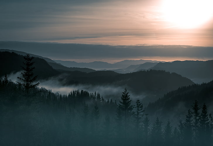 silhouette of pine trees, landscape, fog, mountain, beauty, Norway