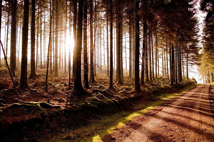 Miracle Woods, nice, beautiful, sunset, trees, road, amazing, HD wallpaper