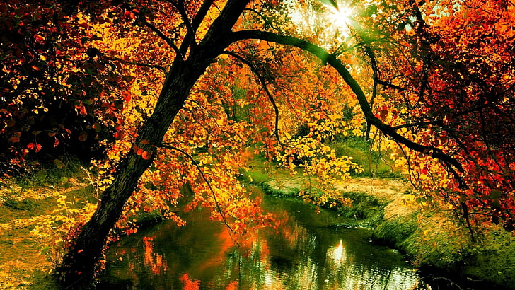 nature, wood, river, tree, plant, autumn, beauty in nature, HD wallpaper