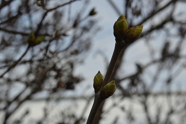 green sprout, spring, plant, tree, growth, branch, focus on foreground